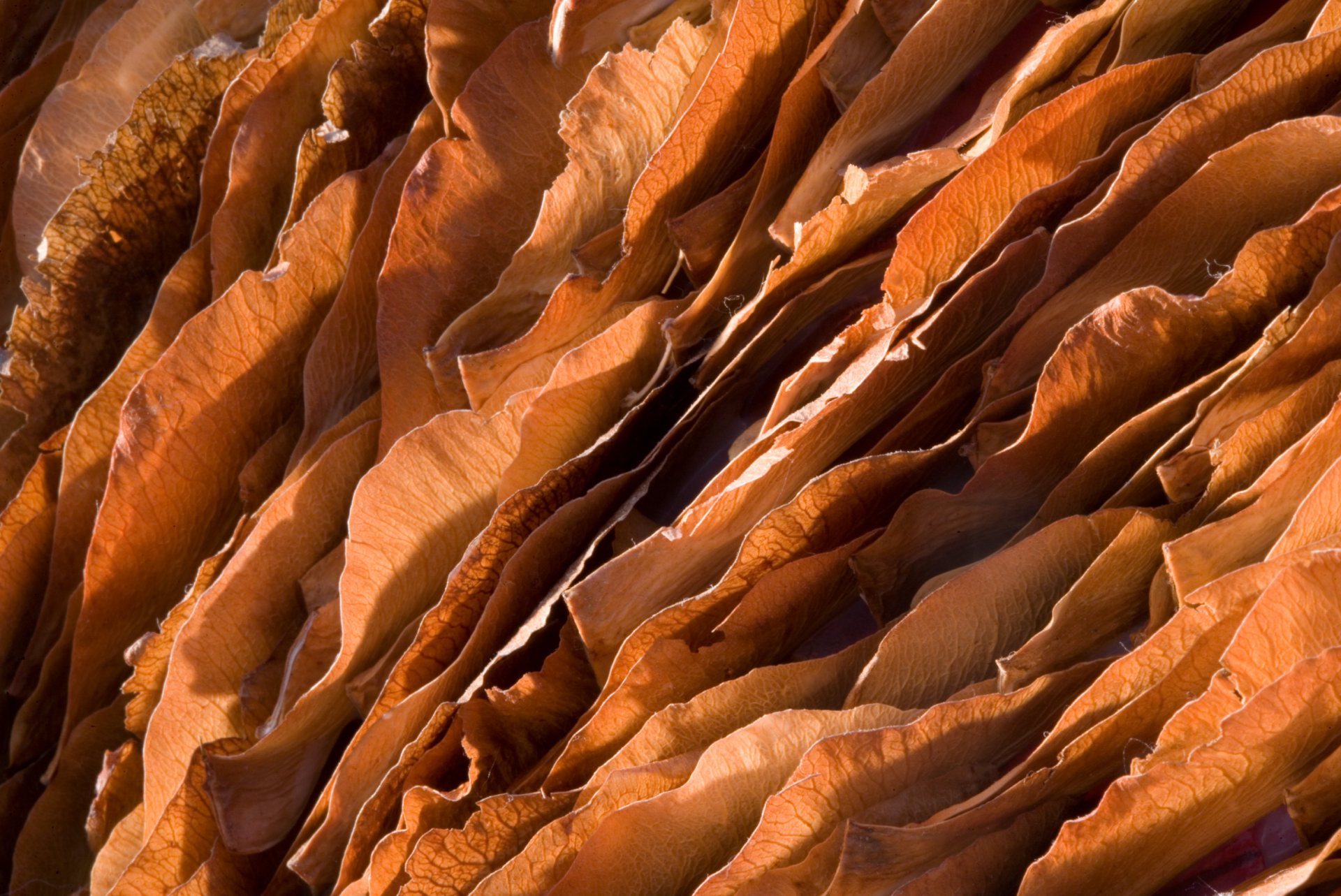 Detail-Vanishing-Point-maple-seeds.jpg