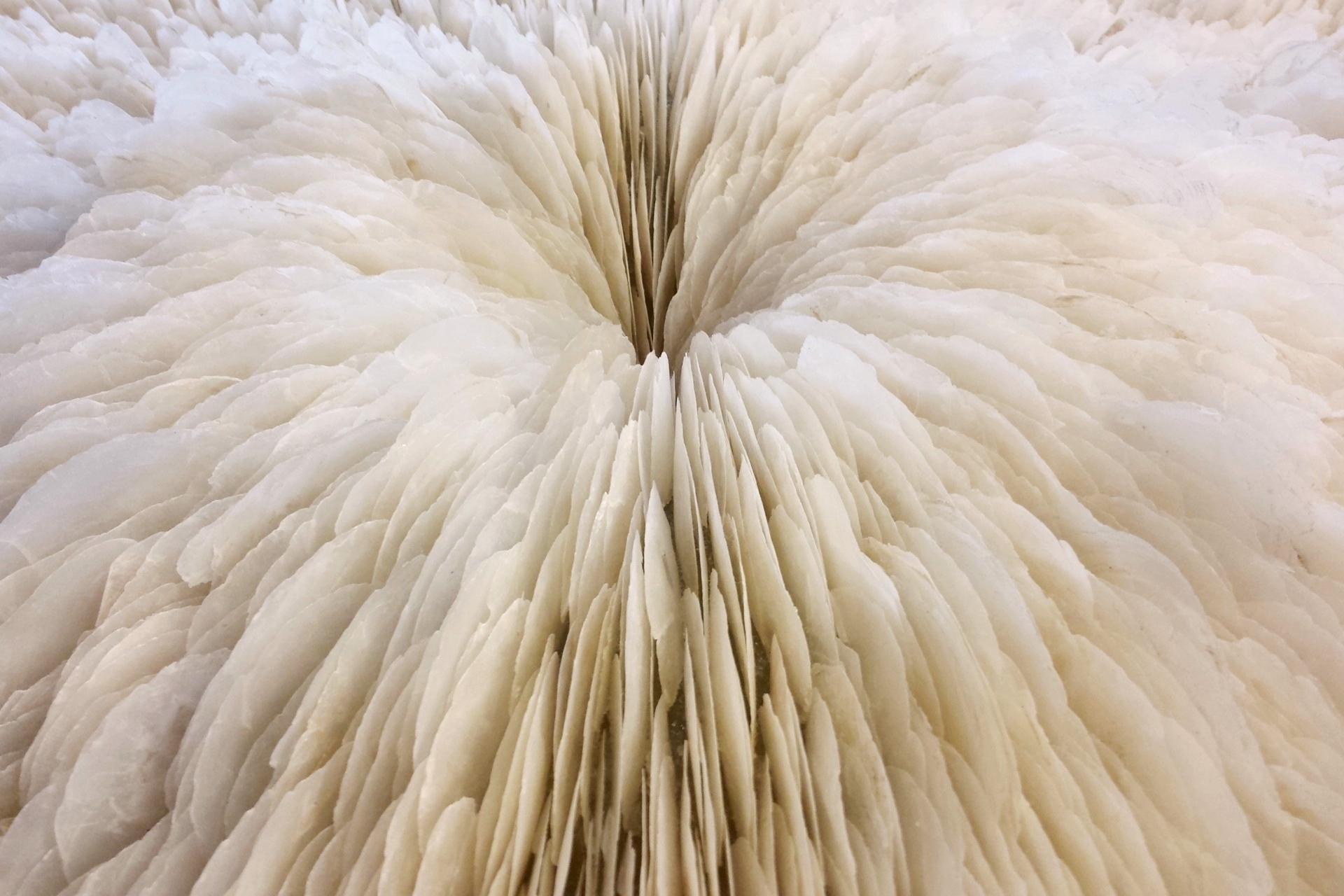 Mother-of-Pearl-capiz-shells-detail-2012-o-±-122-cm-detail-of-photo-by-Pieter-de-Vries-1.jpg