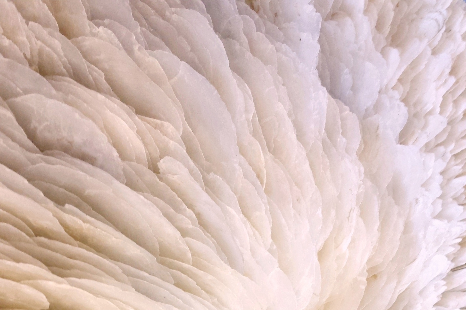 Mother-of-Pearl-detail-2-capiz-shells-Amber-Bijl-2012-o-±-122-cm-detail-of-photo-by-Pieter-de-Vries-1.jpg