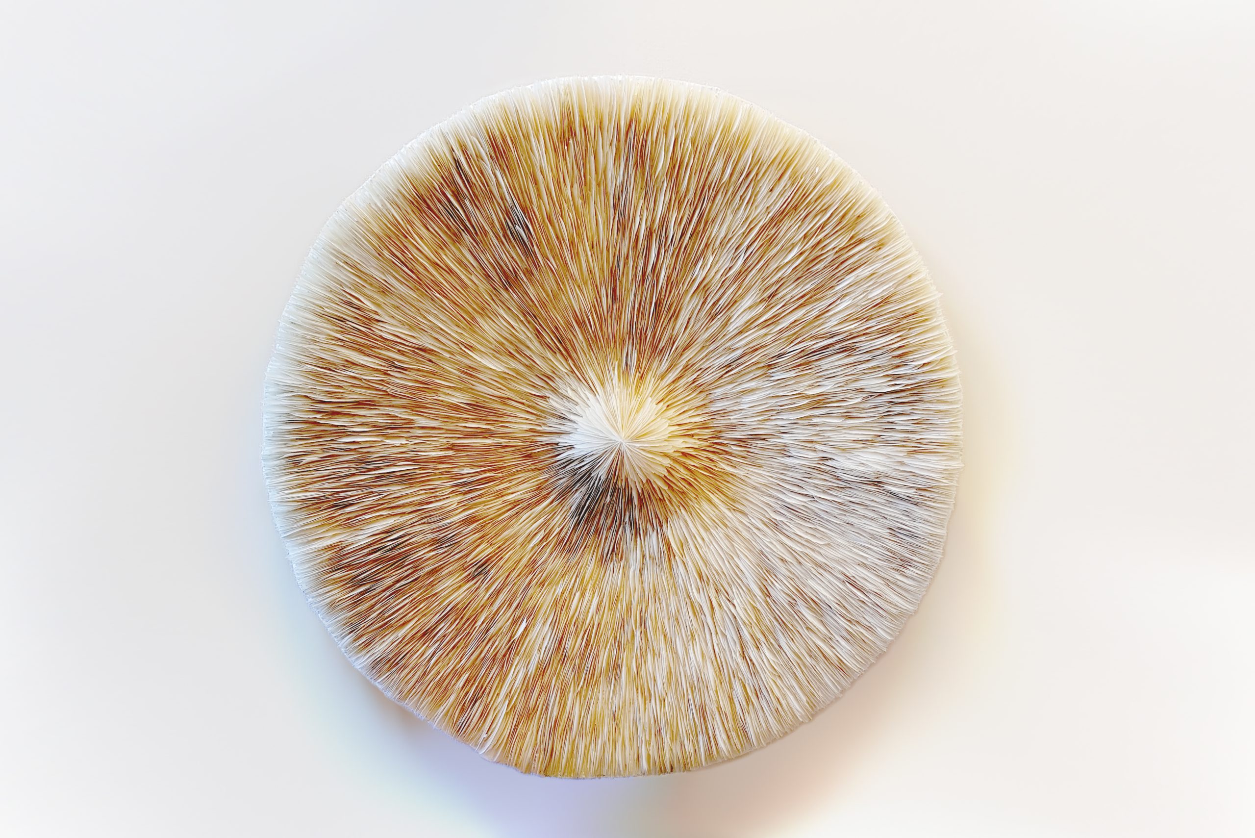 Source-capiz-shells-Amber-Bijl-2017-o-±-122-cm-1-scaled.jpg